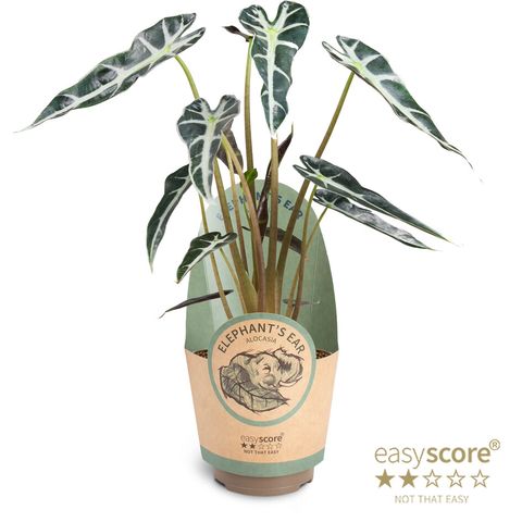 Alocasia BAMBINO