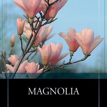 Magnolia 'Heaven Scent'