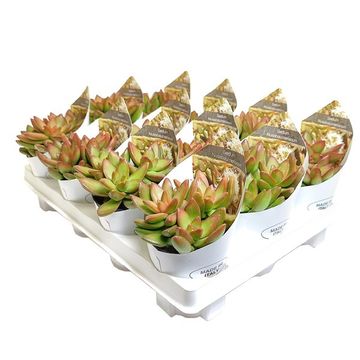 Sedum nussbaumerianum