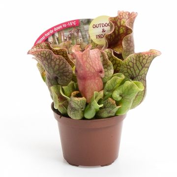 Sarracenia purpurea 'Montana'