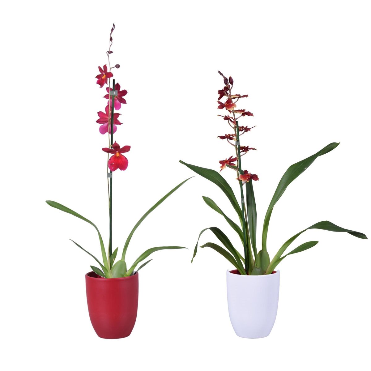 Orchid MIX — Plant Wholesale FlorAccess