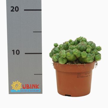 Euphorbia globosa