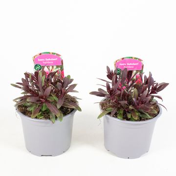 Gaura lindheimeri 'Rosea'