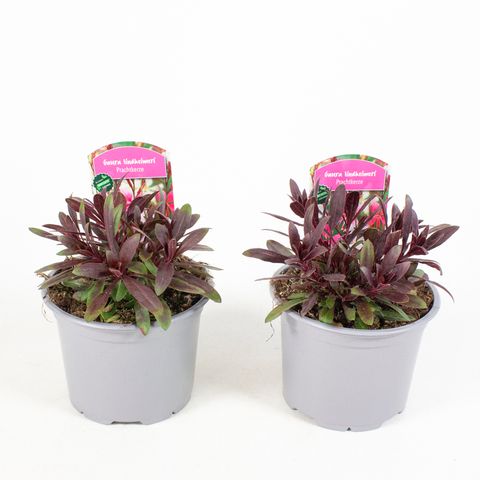 Gaura lindheimeri 'Rosea'