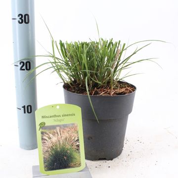 Miscanthus sinensis 'Adagio'