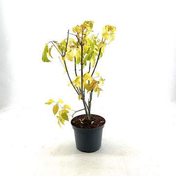 Acer negundo 'Kelly’s Gold'