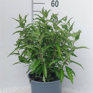 Caryopteris x clandonensis 'Heavenly Blue'