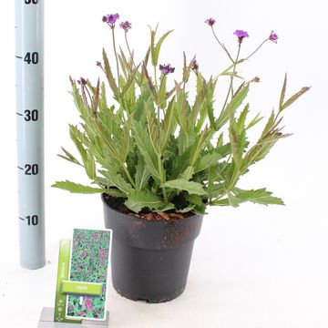Verbena rigida