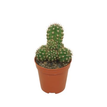 Chamaecereus 'Ubink Red'