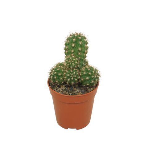 Chamaecereus 'Ubink Red'