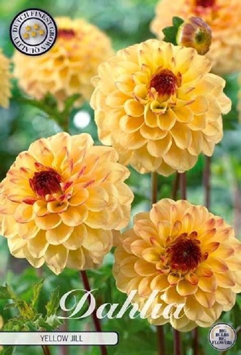 Dahlia 'Yellow Jill'