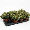Crassula ovata 'Minor'