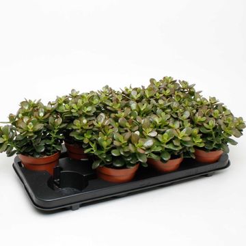 Crassula ovata 'Minor'