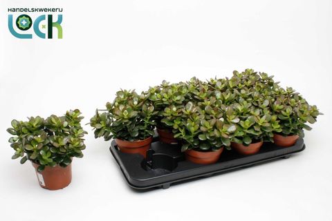 Crassula ovata 'Minor'