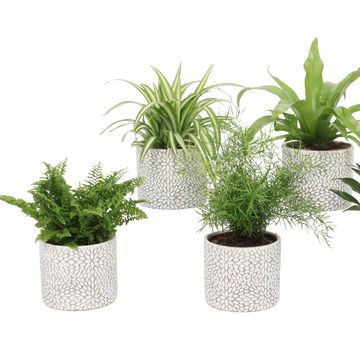 Plantas de interior MIX