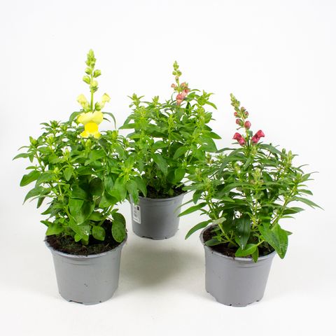Antirrhinum majus MIX