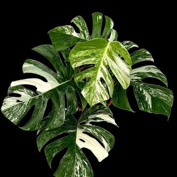 Monstera deliciosa 'Variegata'