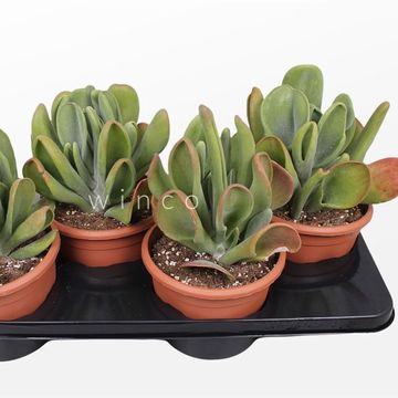 Kalanchoe luciae 'Oricula'