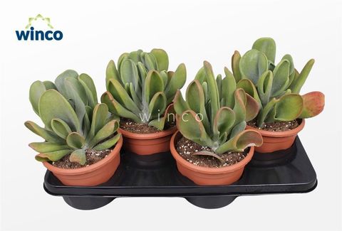 Kalanchoe luciae 'Oricula'