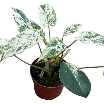 Philodendron 'Emerald Queen'