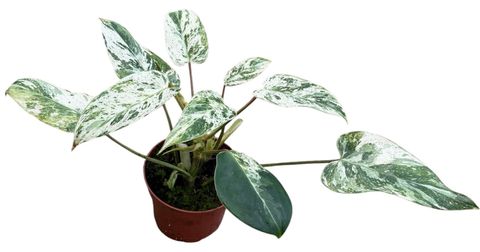 Philodendron 'Emerald Queen'
