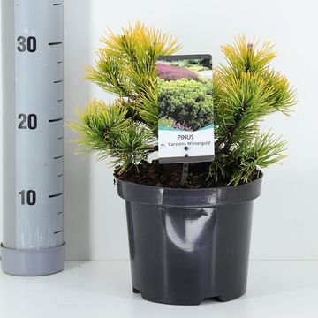 Pinus mugo 'Carsten'