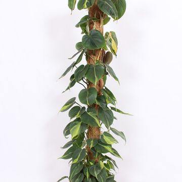 Philodendron scandens 'Brasil'