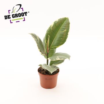 Ficus elastica 'Tineke'