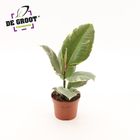 Ficus elastica 'Tineke'