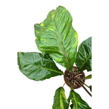 Anthurium hookeri 'Variegata'