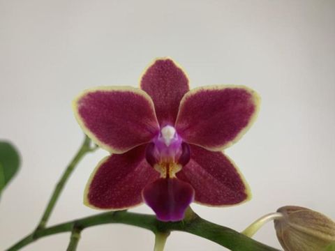 Phalaenopsis Sogo Gotris 'Reverse'