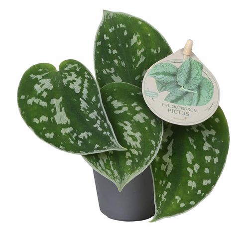 Philodendron scandens 'Pictus'