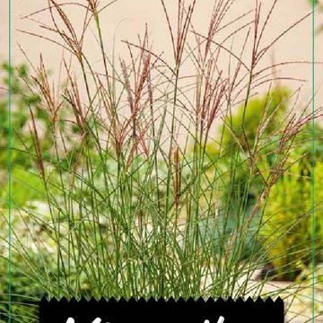 Miscanthus sinensis 'Kleine Silberspinne'