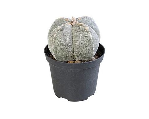 Astrophytum myriostigma 'Onzuka'