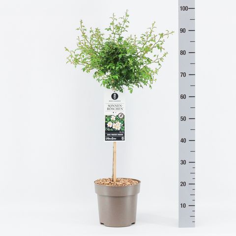 Rosa SONNENRÖSCHEN