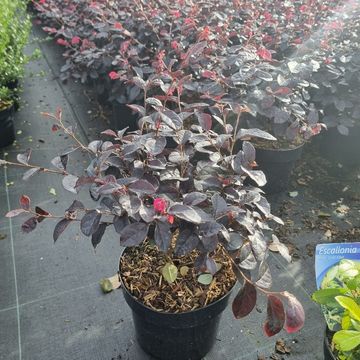 Loropetalum chinense 'Pipa's Red'