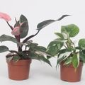 Philodendron MIX