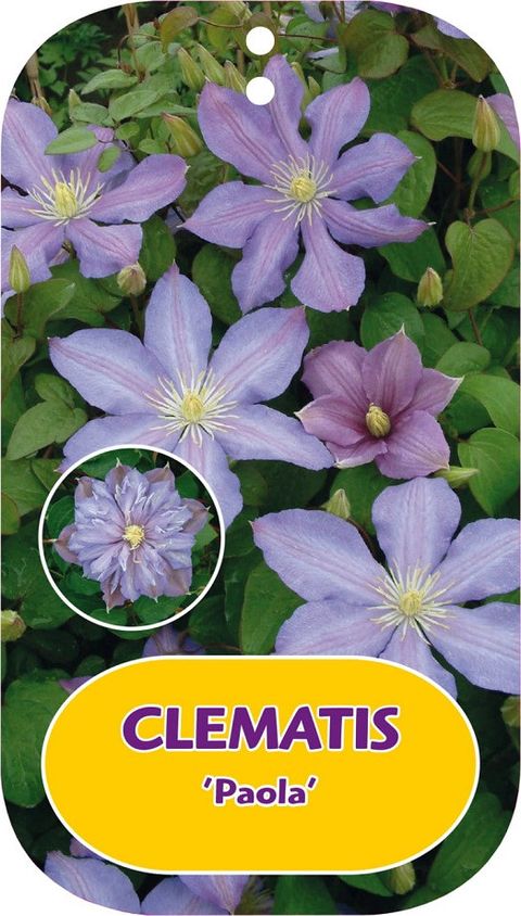 Clematis 'Paola' (EL)