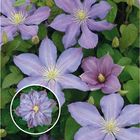 Clematis 'Paola' (EL)