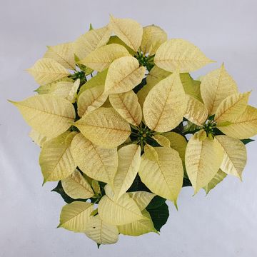 Euphorbia pulcherrima CHRISTMAS FEELINGS PEARL