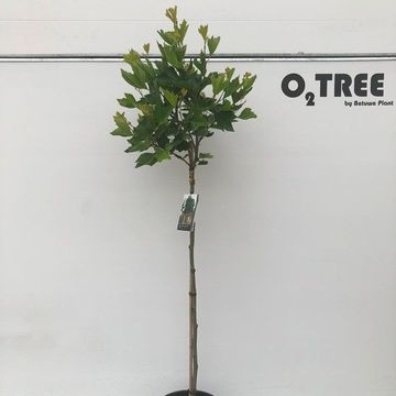 Platanus x hispanica 'Alphen's Globe'