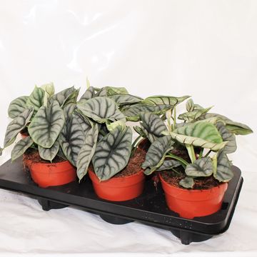 Alocasia 'Silver Dragon'