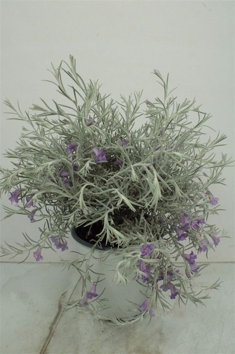 Eremophila nivea
