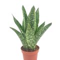 Sansevieria aubrytiana