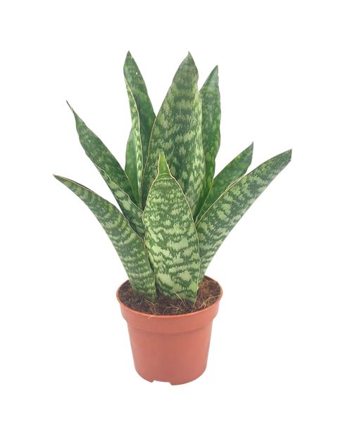 Sansevieria aubrytiana