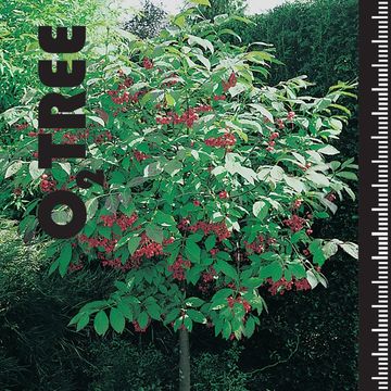 Euonymus alatus 'Compactus'