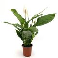 Spathiphyllum 'Sweet Silvio'