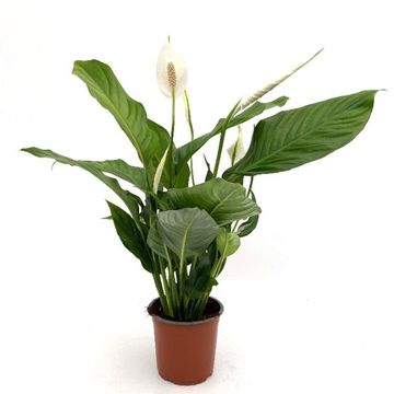 Spathiphyllum 'Sweet Silvio'