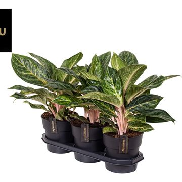 Aglaonema 'Peach Pearl'