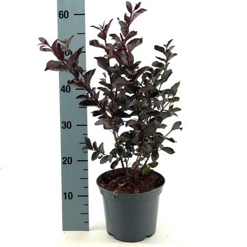 Lagerstroemia indica LAVENDER LACE